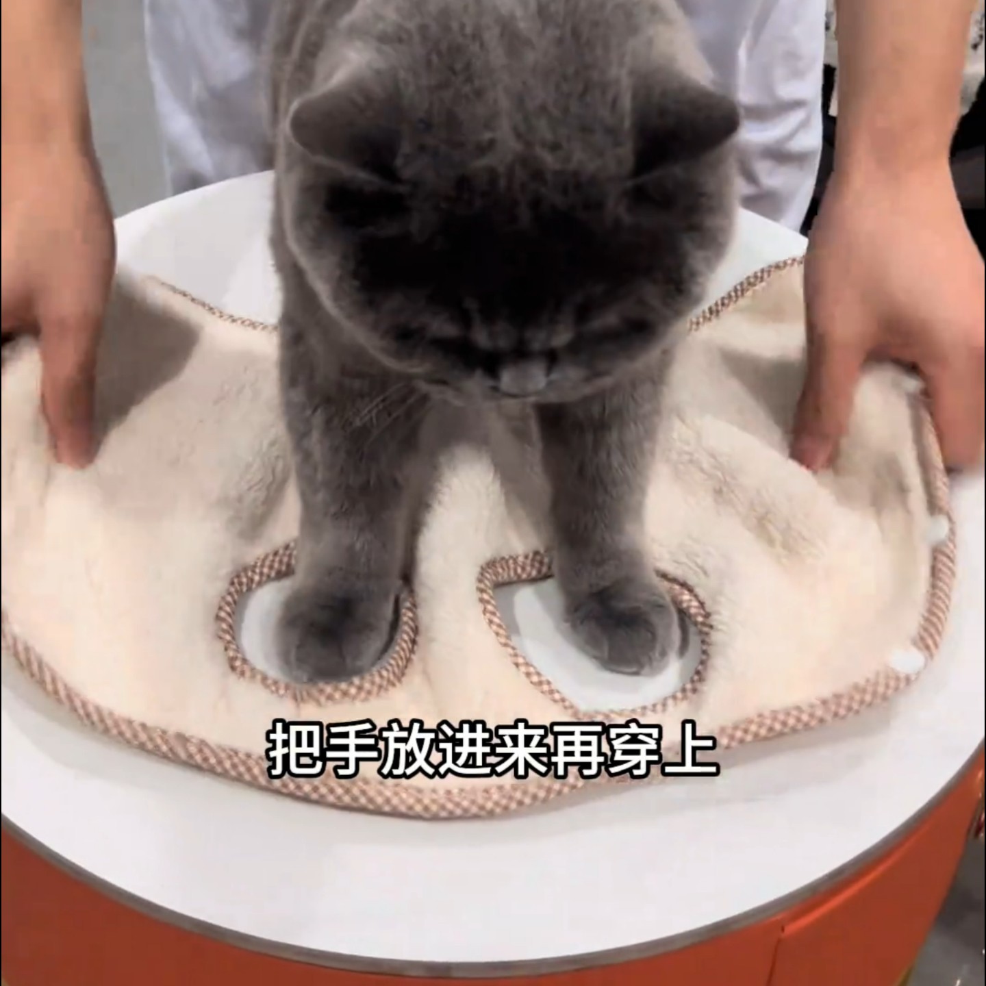 猫咪衣服颗粒绒保暖加厚日常小猫宠物服装舒适两脚衣可爱冬季棉衣,宠物/宠物食品及用品,猫宠物服装/雨衣（新）,淘宝优惠券,粉丝福利购,淘宝优惠卷