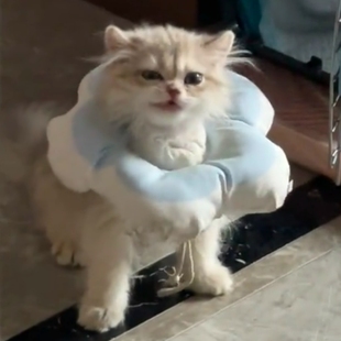 猫咪项圈伊丽莎白圈狗狗防舔软头套伊莉沙白羞耻脖圈绝育用品通用