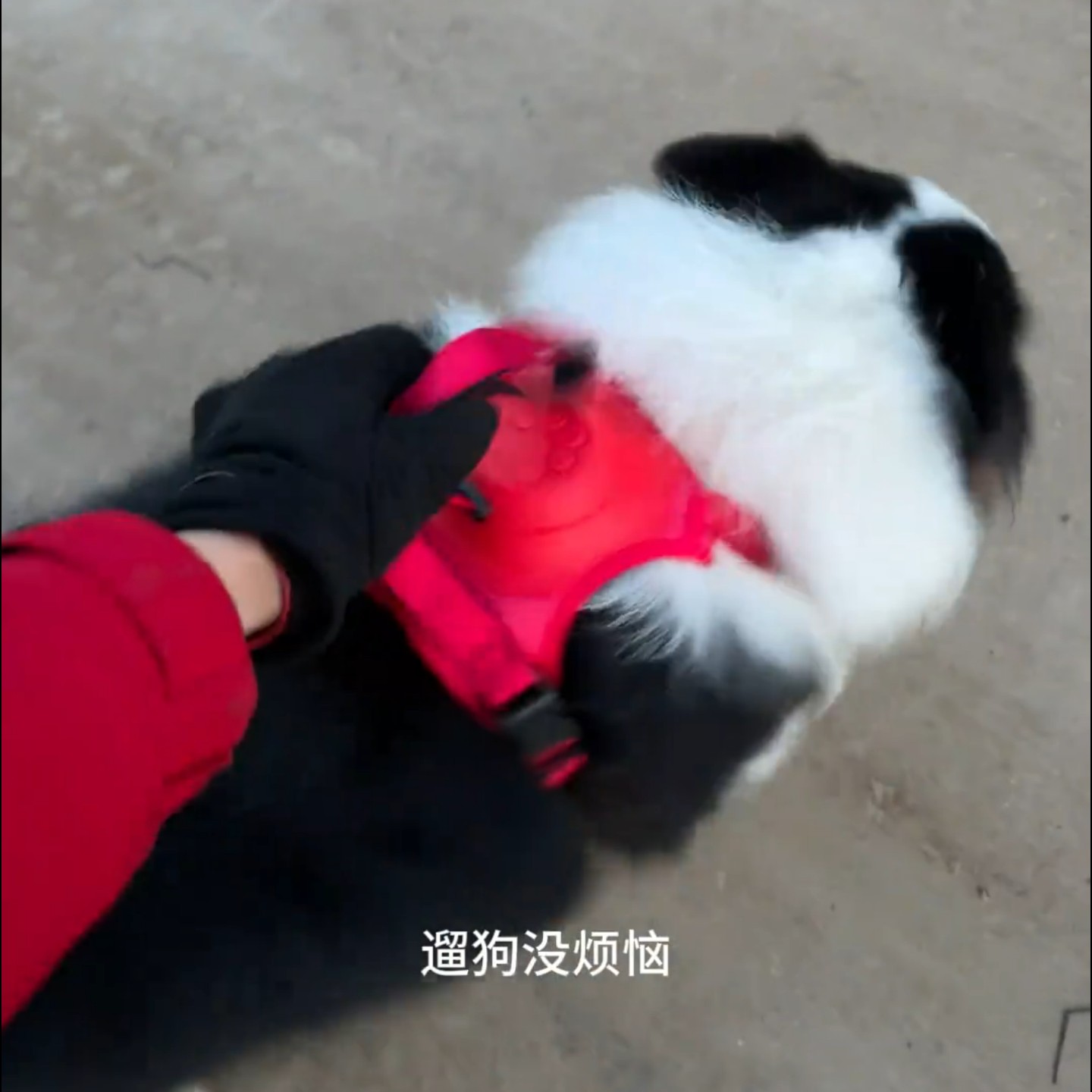 狗狗自动伸缩牵引绳胸背带狗绳子一体式背心反光马甲宠物轻便纯色