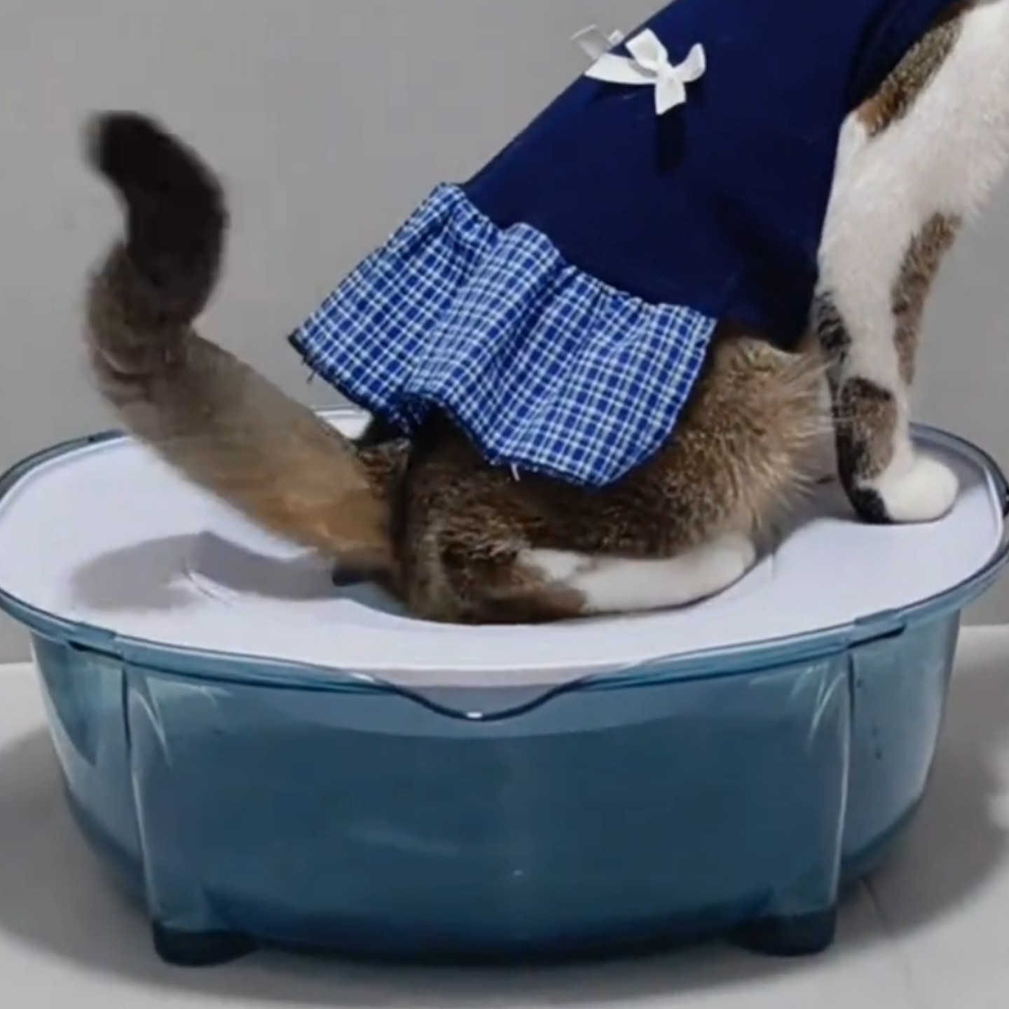 猫咪专用防臭防水溅冲水马桶