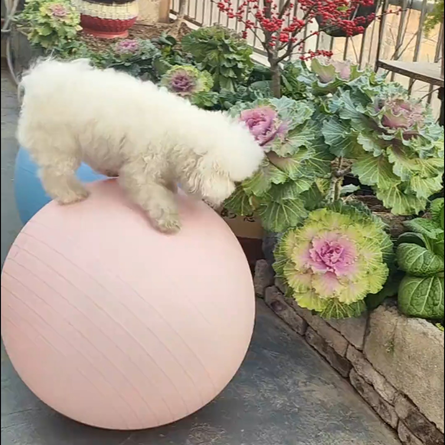狗狗瑜伽平衡自嗨球消耗体力