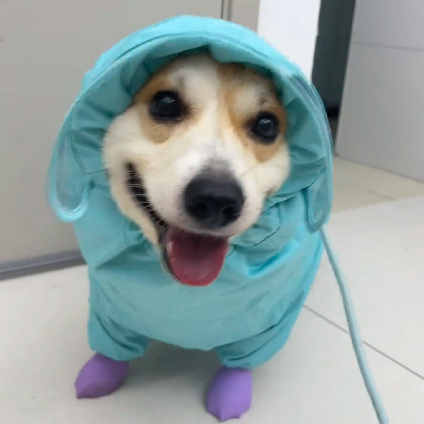 夏季带帽子防水宠物衣服狗狗雨衣防水防风四季通用中大型犬冲锋衣