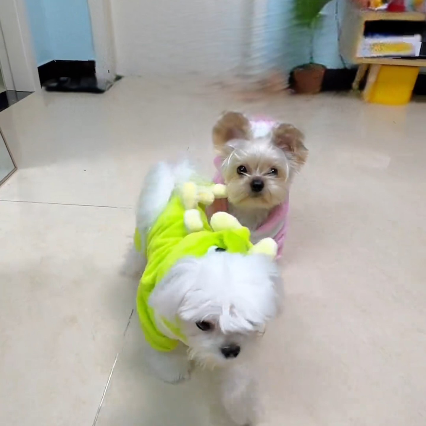 小恐龙变身套装秋冬季法兰绒保暖泰迪比熊猫咪宠物衣服四角衣可爱,宠物/宠物食品及用品,狗宠物服装/雨衣,淘宝优惠券,粉丝福利购,淘宝优惠卷