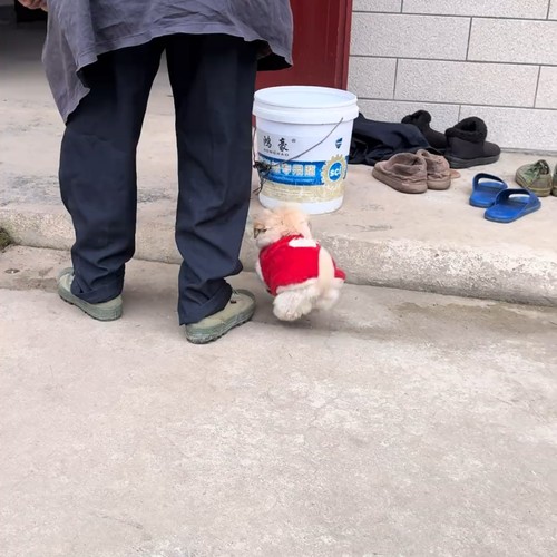 秋冬宠物双面绒加厚保暖背心