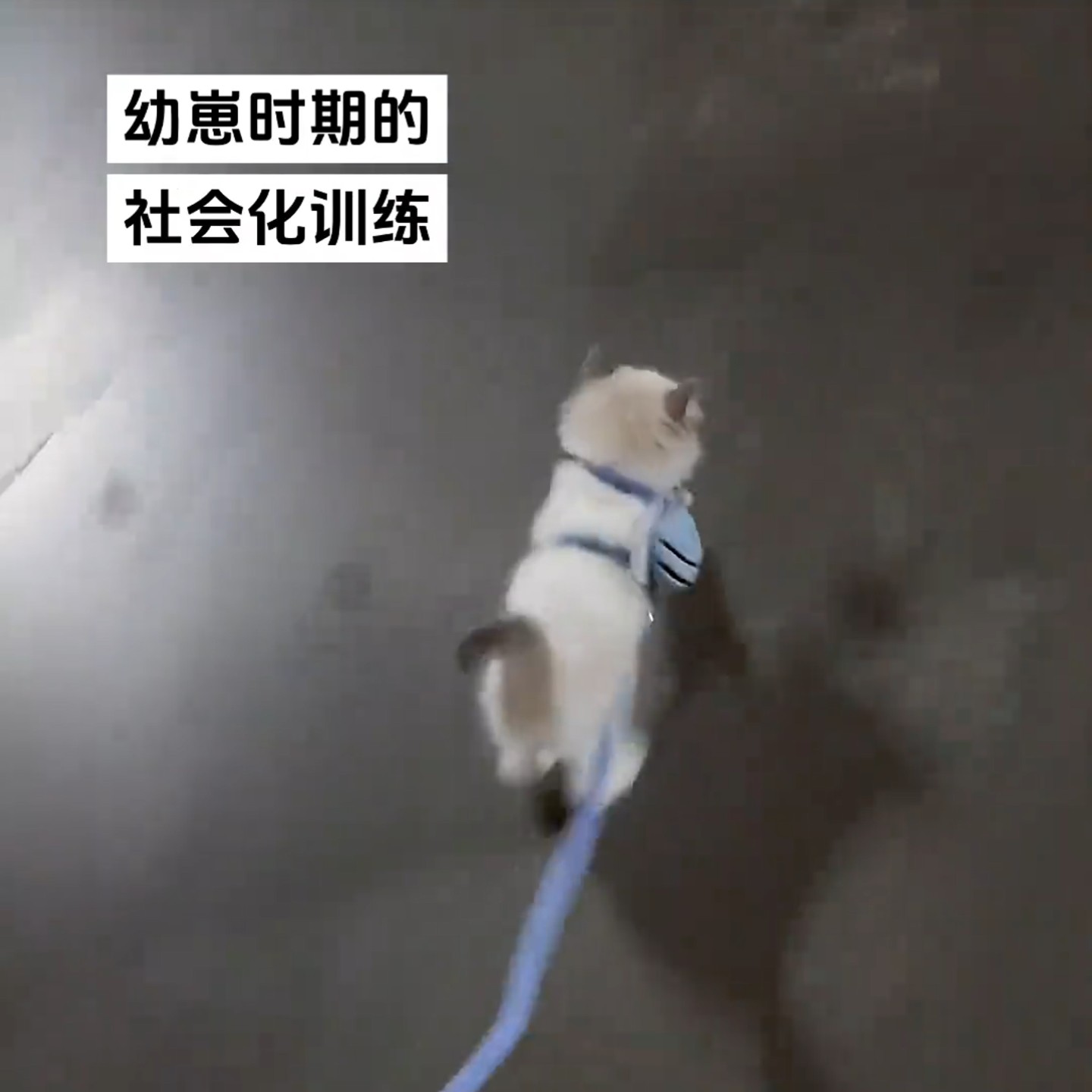 可爱小蝴蝶猫咪牵引绳防走丢外出专用溜猫狗可调节防挣脱宠物用品,宠物/宠物食品及用品,猫牵引绳,淘宝优惠券,粉丝福利购,淘宝优惠卷