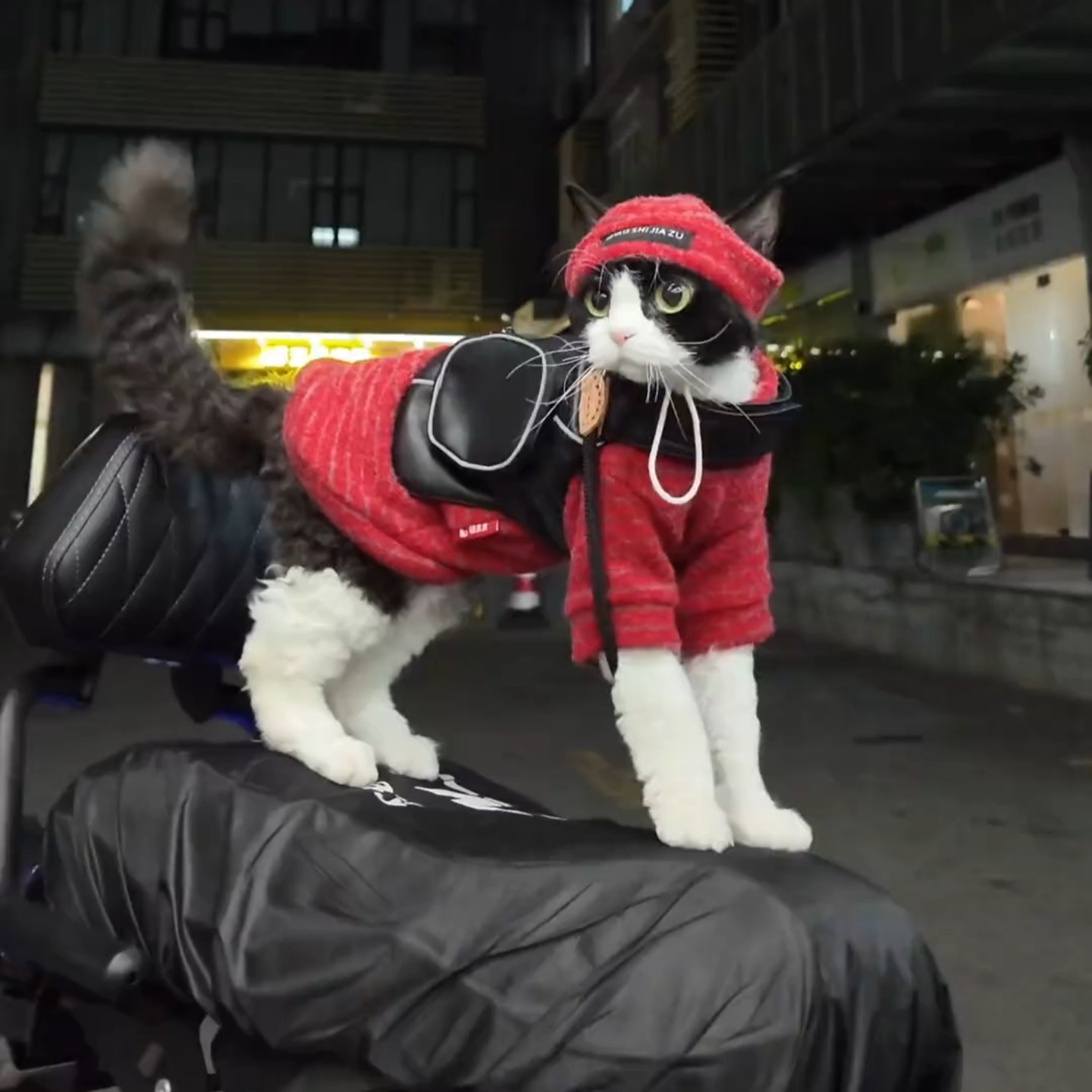 猫咪宠物喜庆红色新年拜年服冬季保暖猫咪帽子猫狗衣服条纹可爱,宠物/宠物食品及用品,猫宠物服装/雨衣（新）,淘宝优惠券,粉丝福利购,淘宝优惠卷