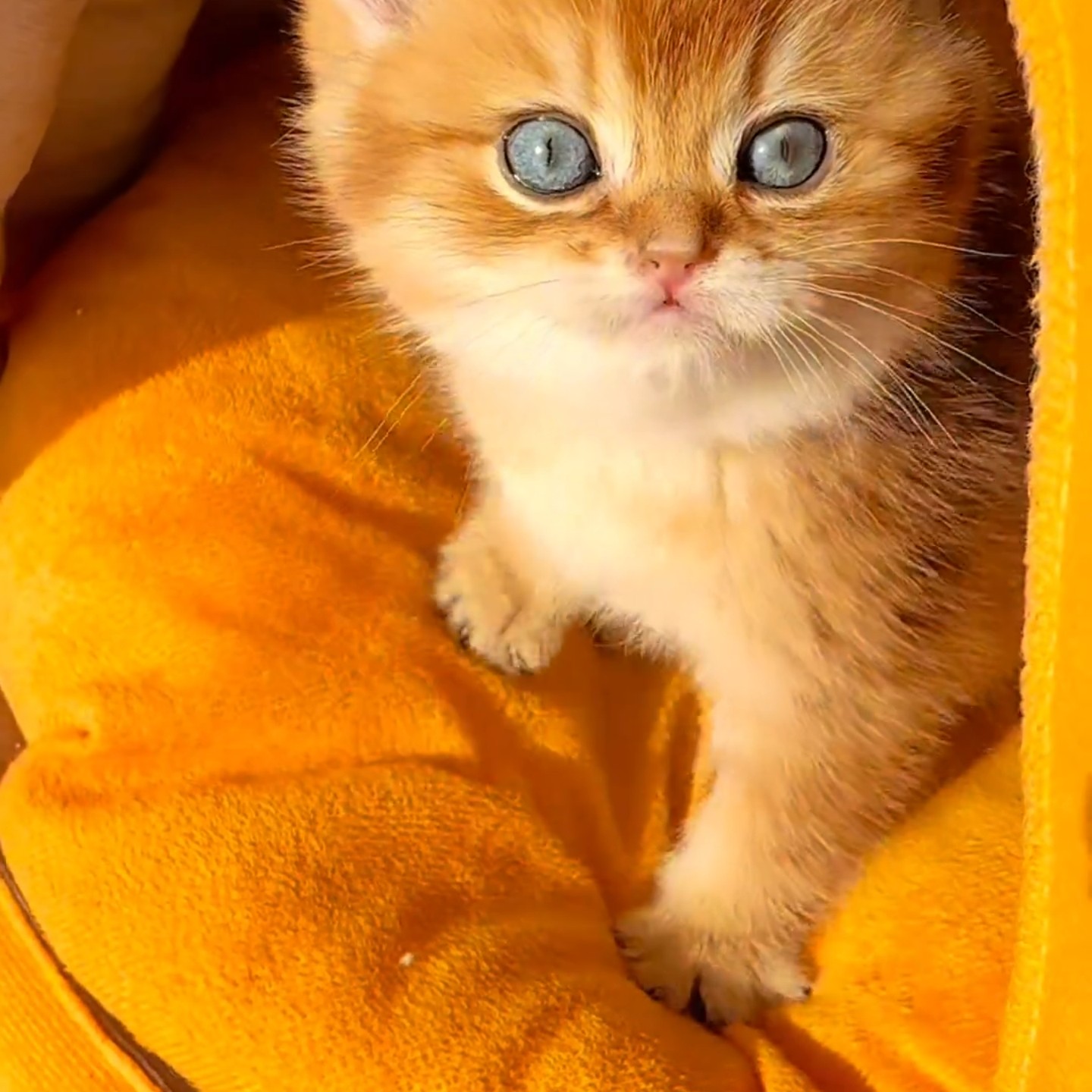 猫咪四季半封闭式简约南瓜宠物猫窝室内保暖实用可爱耐用毛绒座垫,宠物/宠物食品及用品,猫窝/屋/帐篷/沙发,淘宝优惠券,粉丝福利购,淘宝优惠卷