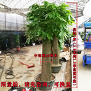 定制大型单杆发财树独杆发财树大型绿植成品组合盆栽观叶植物绿植