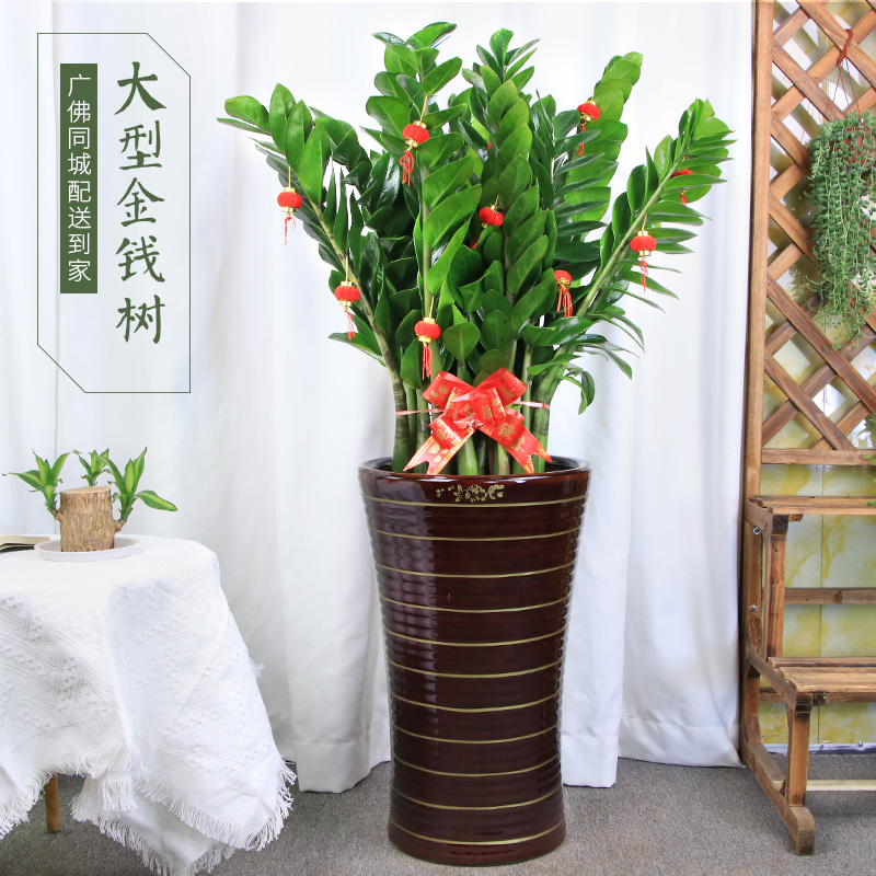 大号金钱树盆栽植物开业送礼室内