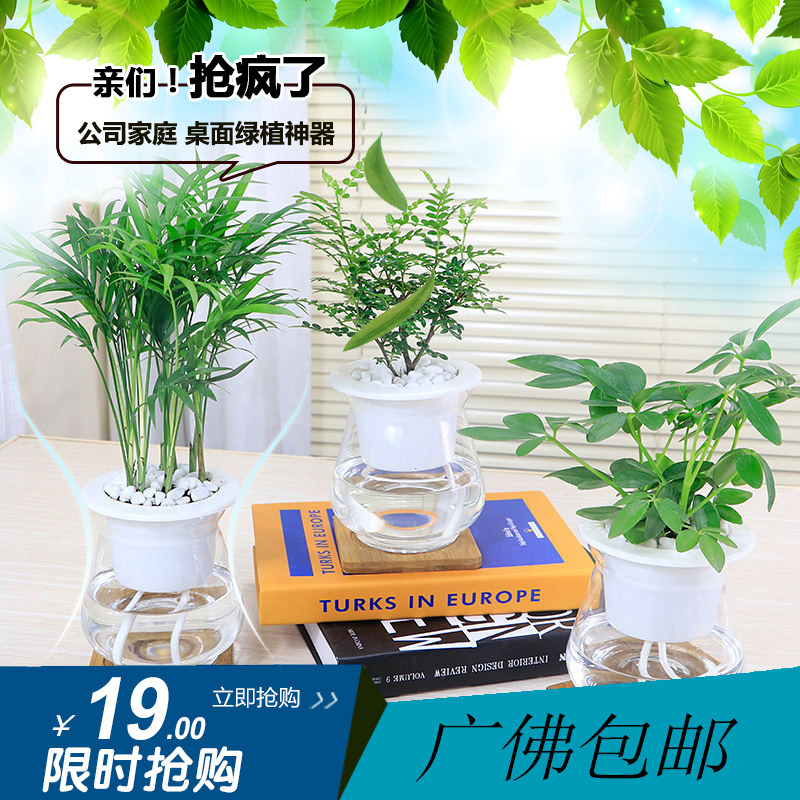 广州公司盆栽桌面绿萝栀子花卉水培植物室内发财树鸭脚木碧玉佛山