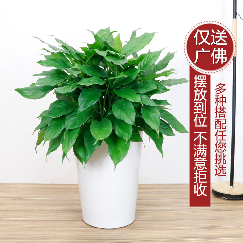 雅绿园大万年青 室内好养净化空气植物 盆栽花卉室内 吸甲醛植物