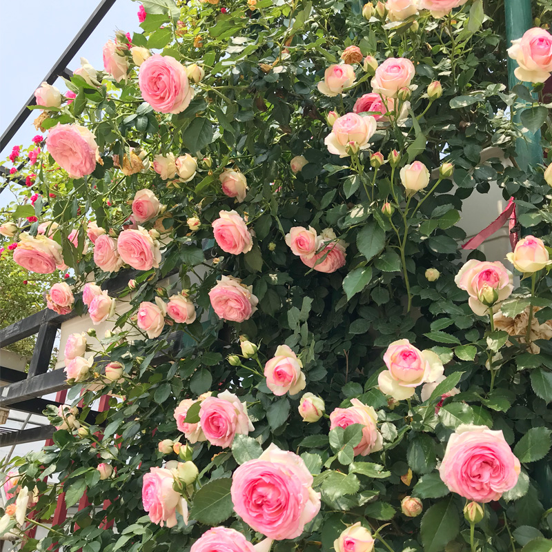 爬藤蔷薇花苗粉色龙沙宝石藤本月季大花浓香四季庭院爬墙植物粉龙