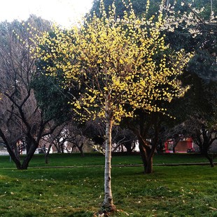 腊梅花树苗庭院风景树素心腊梅丛生梅花盆栽原生老桩盆景耐寒花卉