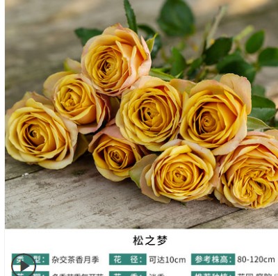 9.9元3颗月季小苗月季小苗盆栽图片