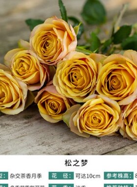 9.9元3颗月季小苗月季小苗盆栽