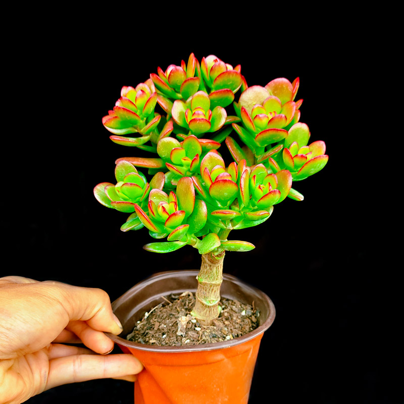 小叶玉树姬红花月盆栽多头老桩多肉植物皮实好养阳台楼顶绿植经典