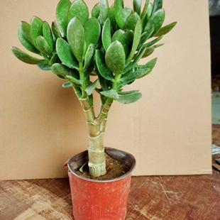 大玉树室内净化绿植花卉四季盆栽玻璃翠燕子掌多肉植物
