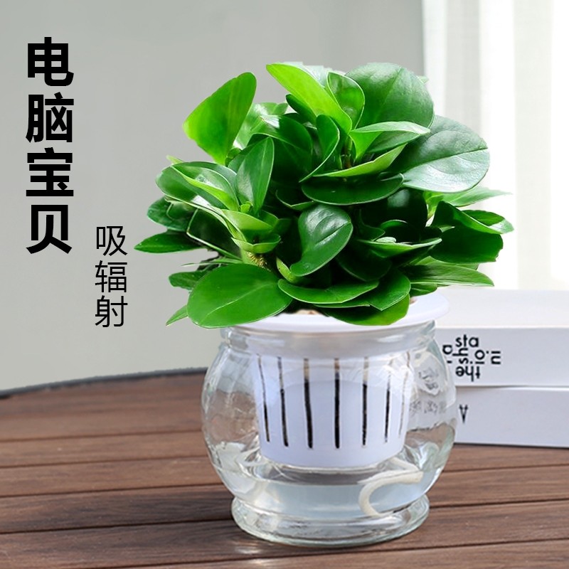 碧玉豆瓣绿盆栽室内净化空气电脑宝贝小绿植玻璃水培好养