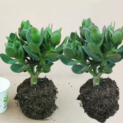 玉树植物盆栽室内素材模板 玉树植物盆栽室内图片下载 小麦优选