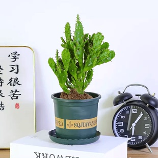 仙人掌千手观音千佛手多肉盆栽阳台好养趣味办公桌耐热绿植