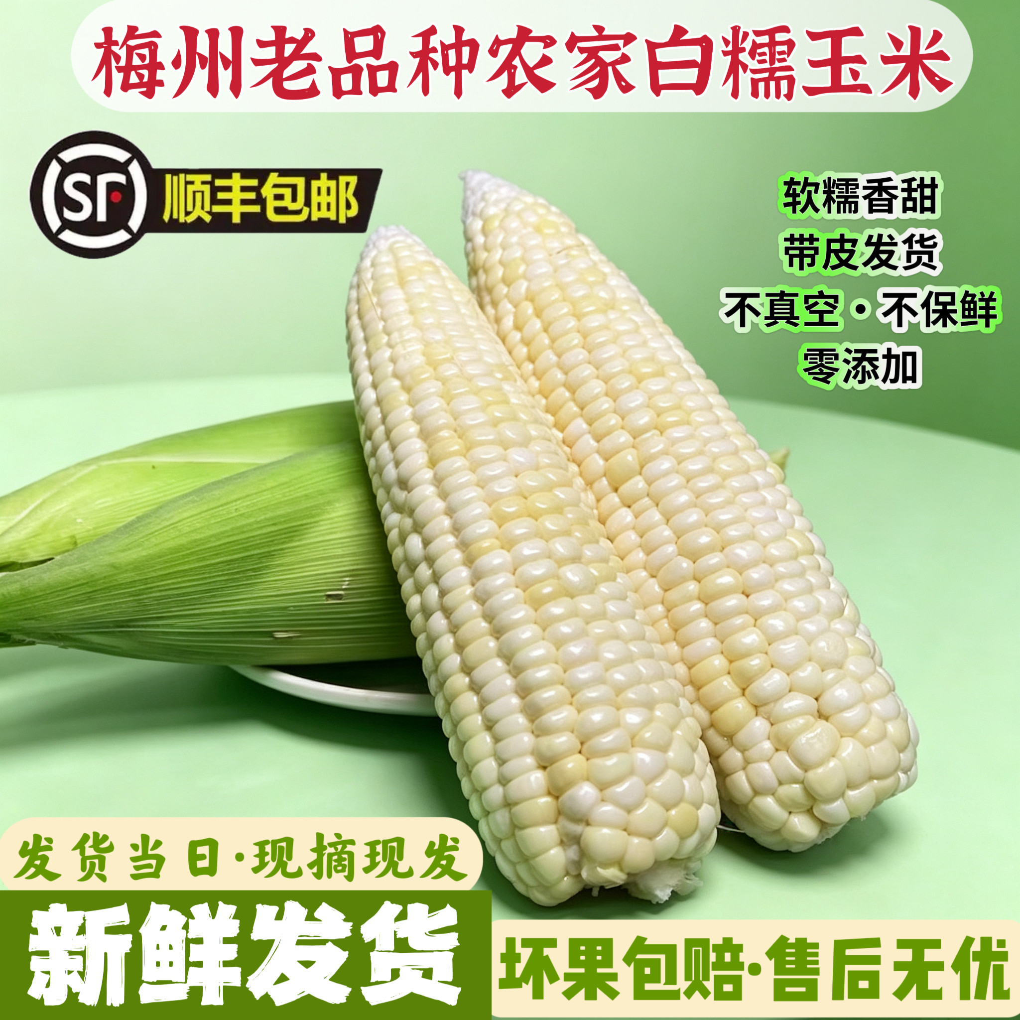 正宗农家白糯玉米新鲜现摘糯香甜