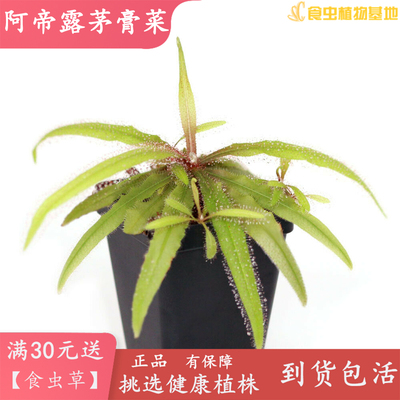 阿帝露茅膏菜【食虫植物食虫草吃蚊子可爱送人迷你礼物造景捕蚊】