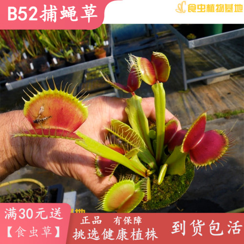 b52食虫植物大夹子包邮捕虫草
