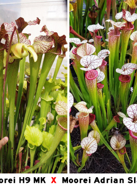 S. x Moorei Nurseries, Giant Moorei H9 MK交 Sarracenia Moore