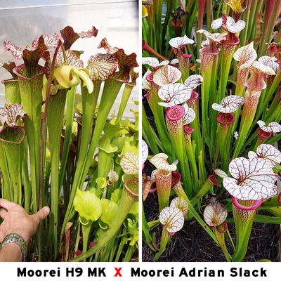 S. x Moorei Nurseries, Giant Moorei H9 MK交 Sarracenia Moore