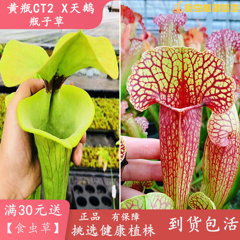 黄瓶ct2x天鹅瓶子草【食虫植物基地驱蚊草抓捕蚊虫】自家种子繁殖