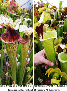 Sarraenia orenphila X Sarracenia Mooreileah杂交瓶子草食虫草