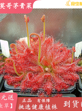格拉莫哥茅膏菜【高端鲜艳可爱红色食虫草食虫植物造景观绿植】