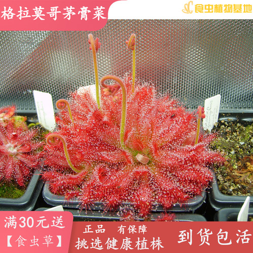 格拉莫哥茅膏菜高端鲜艳食虫草