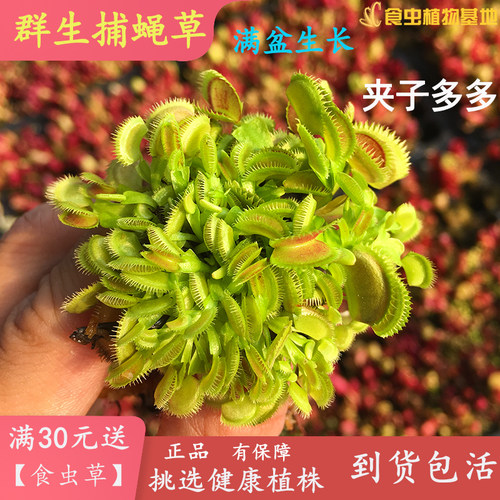 食虫植物超值带分株食人花
