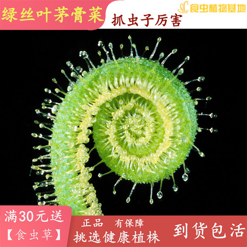 食虫植物绿丝叶捕虫能手茅膏菜