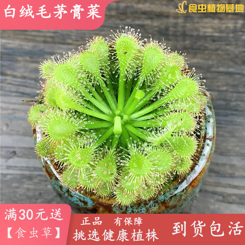 白化绒毛茅膏菜【Drosera capillaris var. alba】食虫植物食虫草