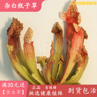 杂白瓶子草【食虫植物包邮盆栽绿植大型品种花园种植多株更好看】