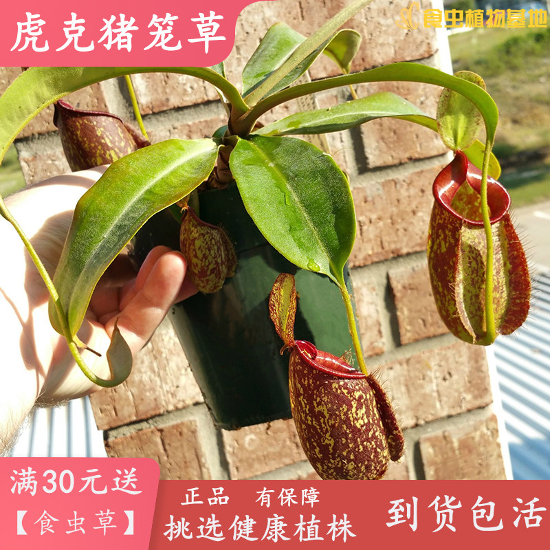 虎克猪笼草【食虫草包邮盆栽稀有品种类似斑苹果猪笼草】食虫植物