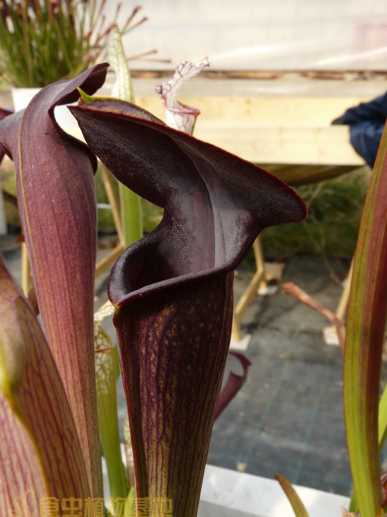 黑管翼状瓶子草【食虫植物超能吃虫子苍蝇蚊子小黑飞虫的瓶子草】