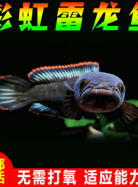 雷龙鱼彩虹雷龙南鳢七星鱼冷水淡水观赏鱼活体易活好养稳定对鱼