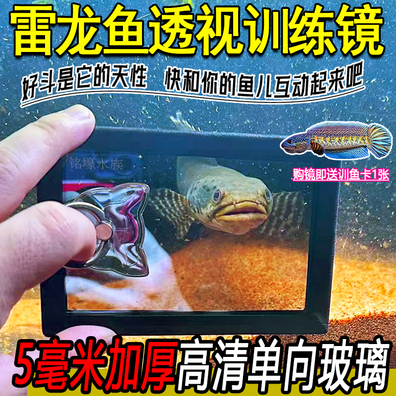 雷龙鼓腮咬缸训练镜单向高清透视