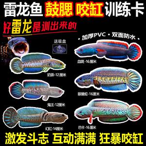 雷龙鱼观赏鱼双面防水加厚训鱼卡片咬缸训练鼓鳃巡游训练卡训鱼卡
