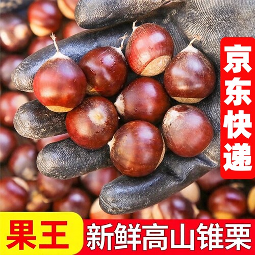 2026年果王高山锥栗现摘新鲜