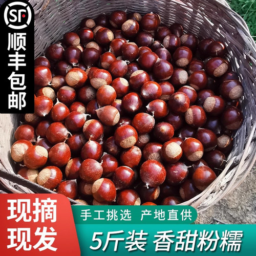 糖炒栗子锥栗农家现摘建瓯板栗生