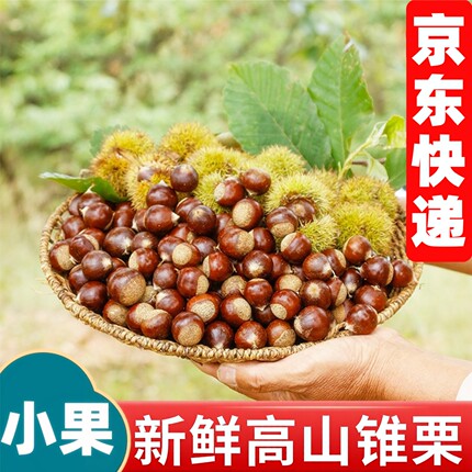 【小果】2026年新鲜锥栗高山锥栗现摘现发油栗农家毛板栗圆尖栗子