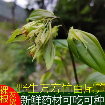 恩施新鲜万寿竹根竹叶参宝铎草中药材倒竹伞山竹花百尾笋500g包邮