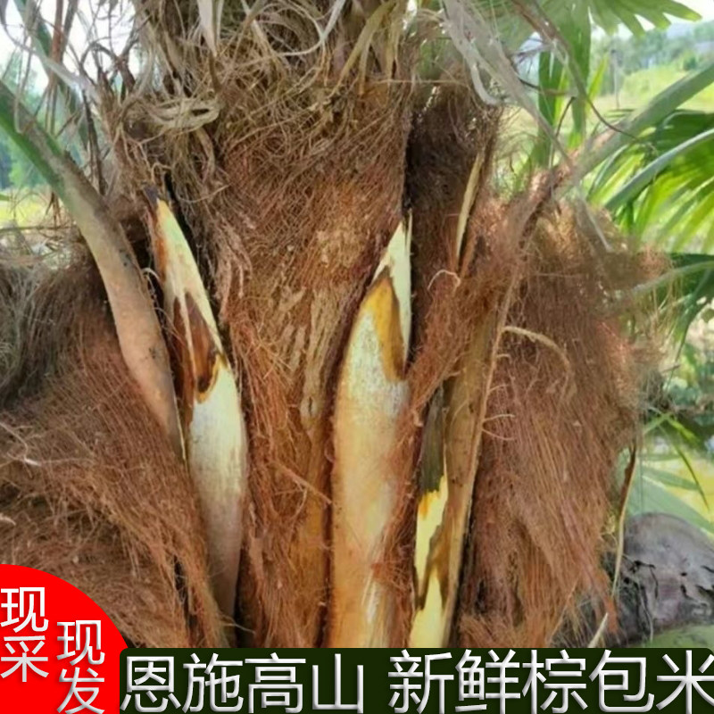 湖北新鲜棕包米 棕笋 棕贝棕树花棕包棕树花应季蔬菜带壳现采现发