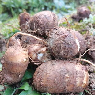 恩施特产新鲜芋头小毛芋芋艿种果芋头芋头种新鲜毛芋头软糯丝滑