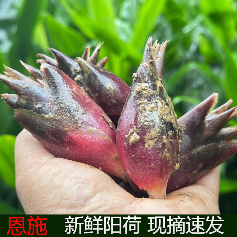 洋河阳和恩施高山新鲜阳荷姜