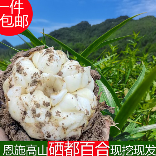 恩施新鲜百合现挖现发卷丹包邮